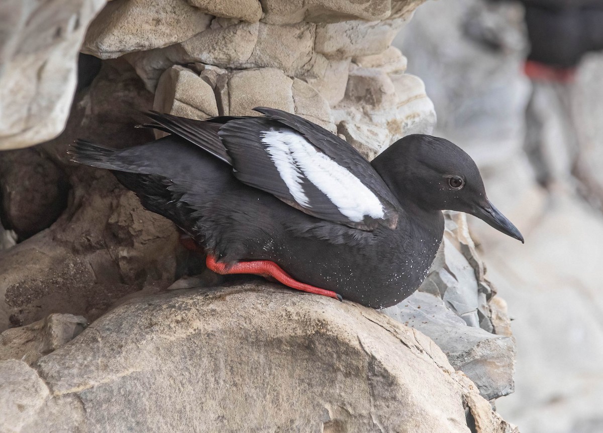 Pigeon Guillemot - ML638291765