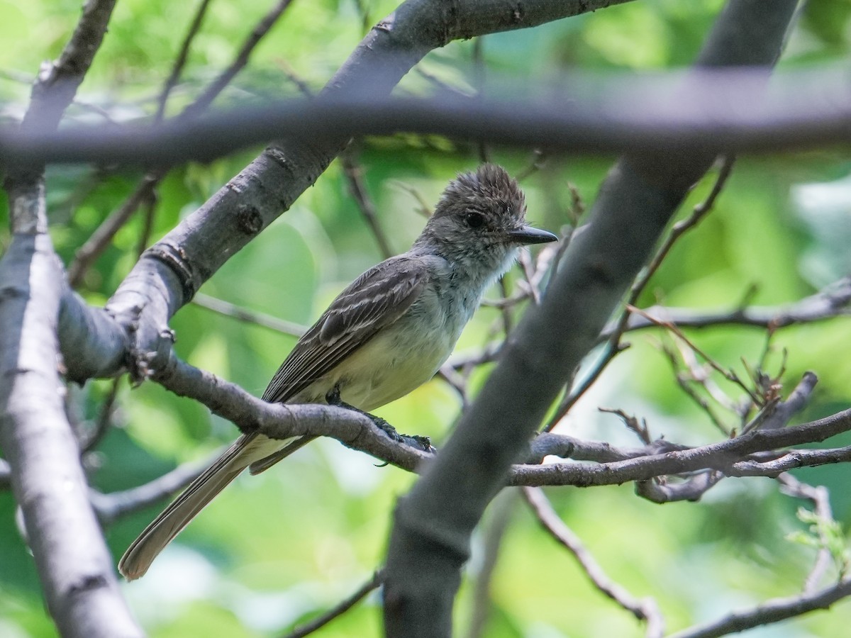 Ash-throated Flycatcher - ML638291776