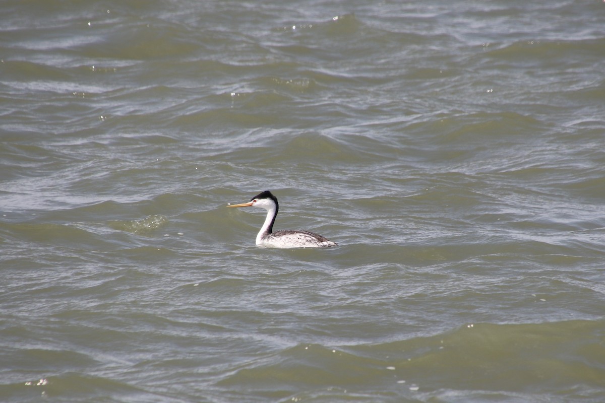 Clark's Grebe - ML638291778