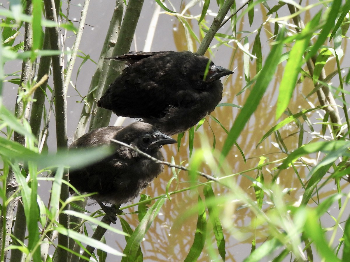 Common Grackle - ML638291780