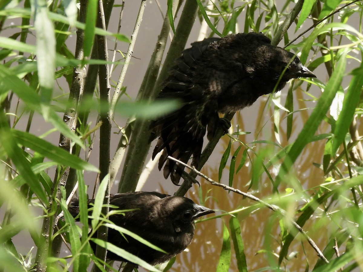 Common Grackle - ML638291781