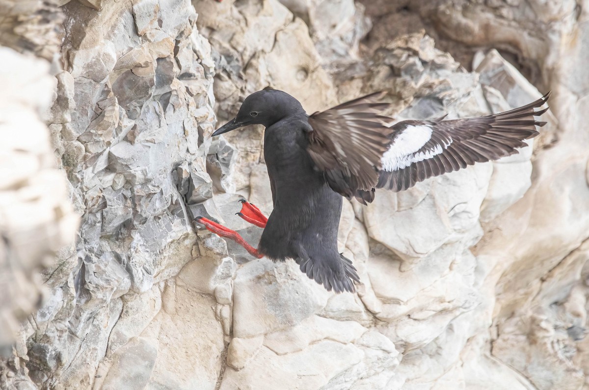 Pigeon Guillemot - ML638291785