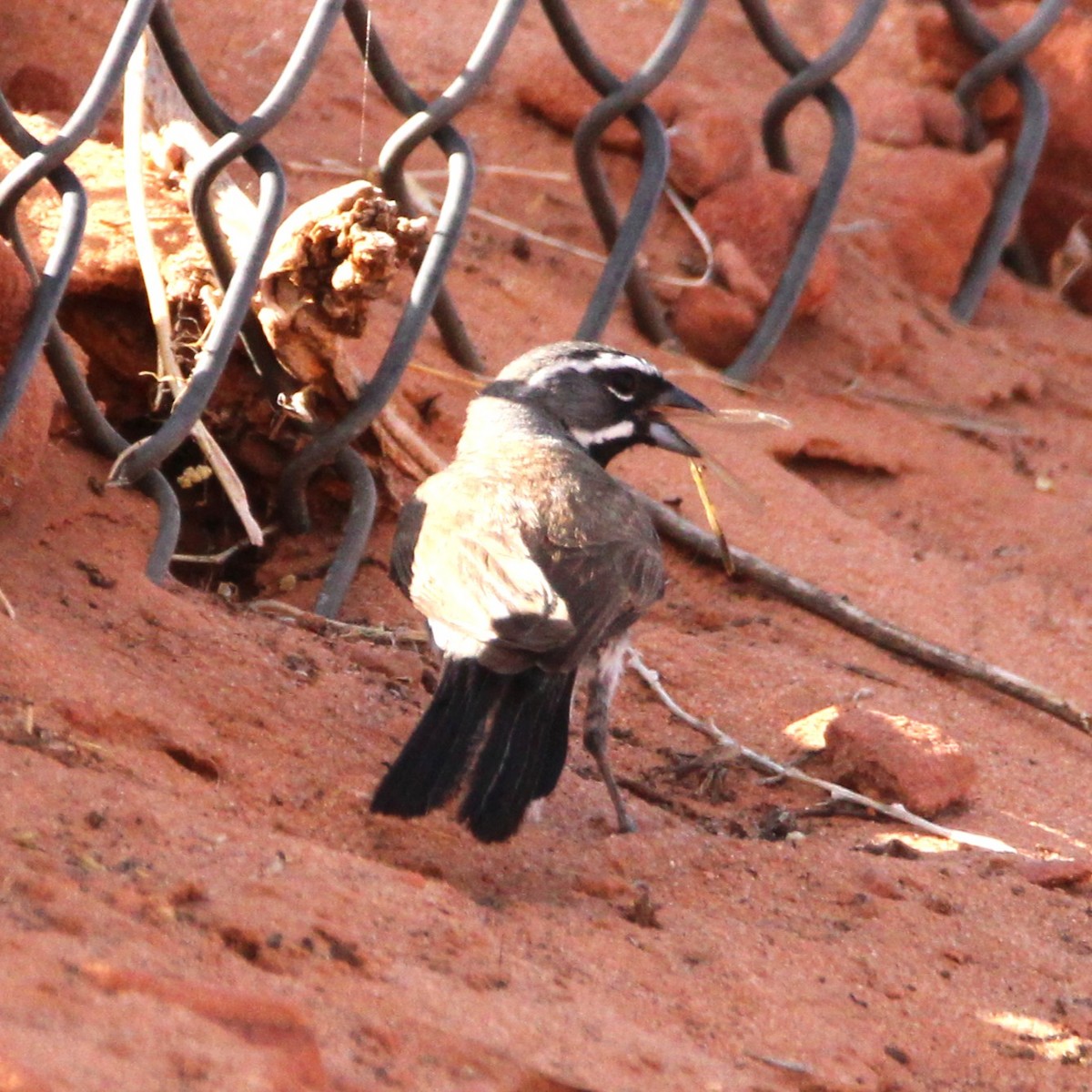 Black-throated Sparrow - ML638291791