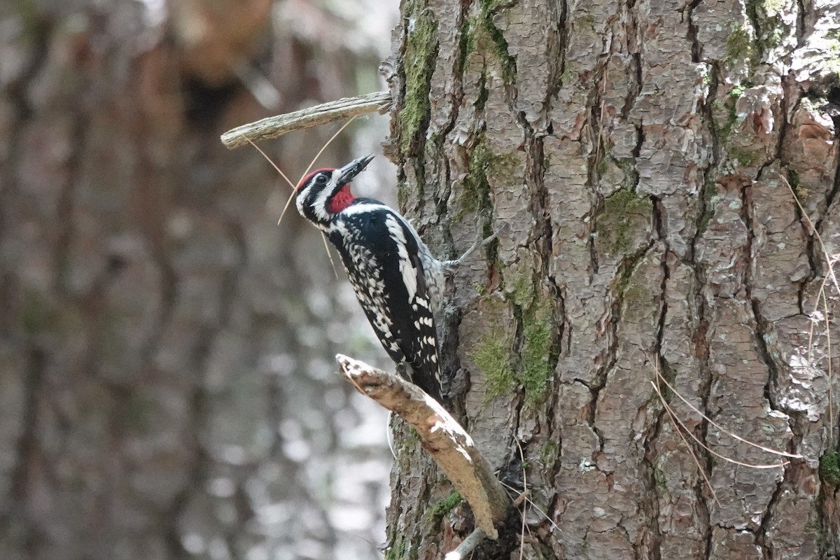 Yellow-bellied Sapsucker - ML638291795