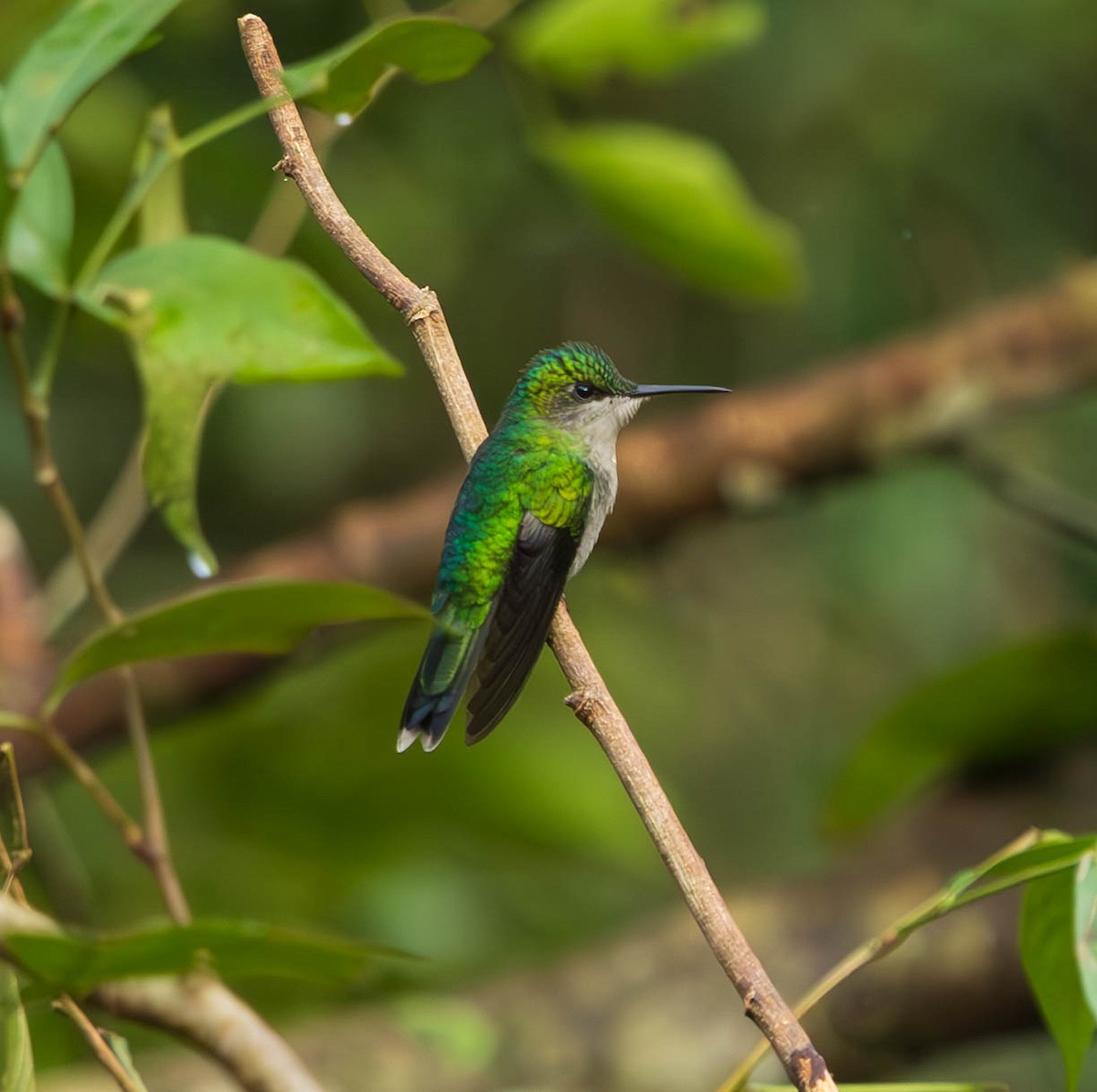 Violet-capped Woodnymph - ML638291798