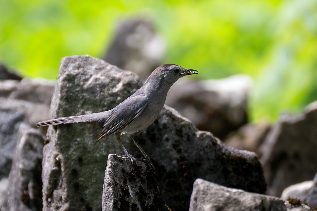 Gray Catbird - ML638291800