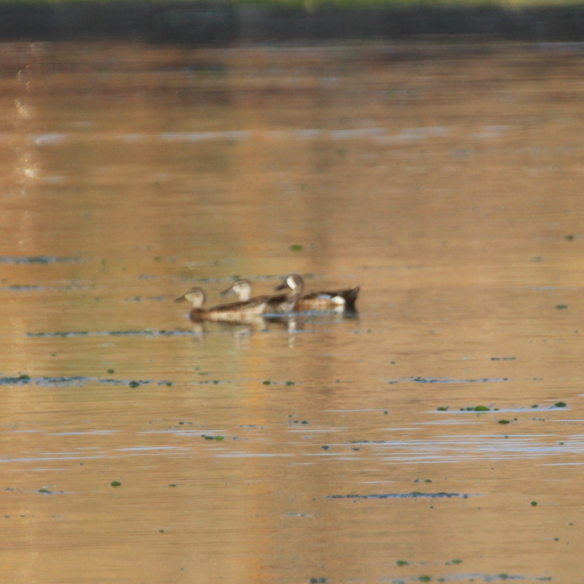 Blue-winged Teal - ML638291801