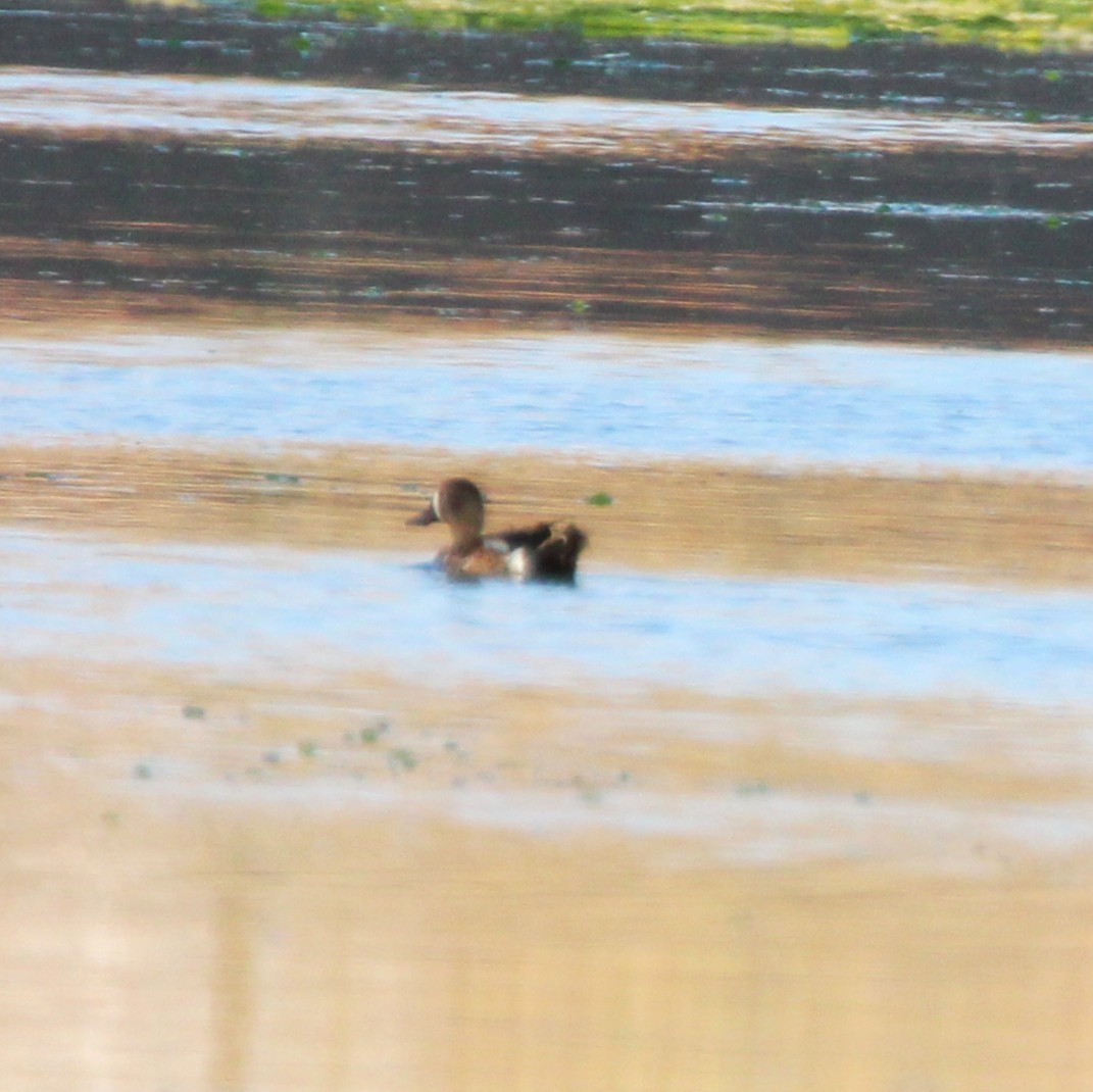 Blue-winged Teal - ML638291807