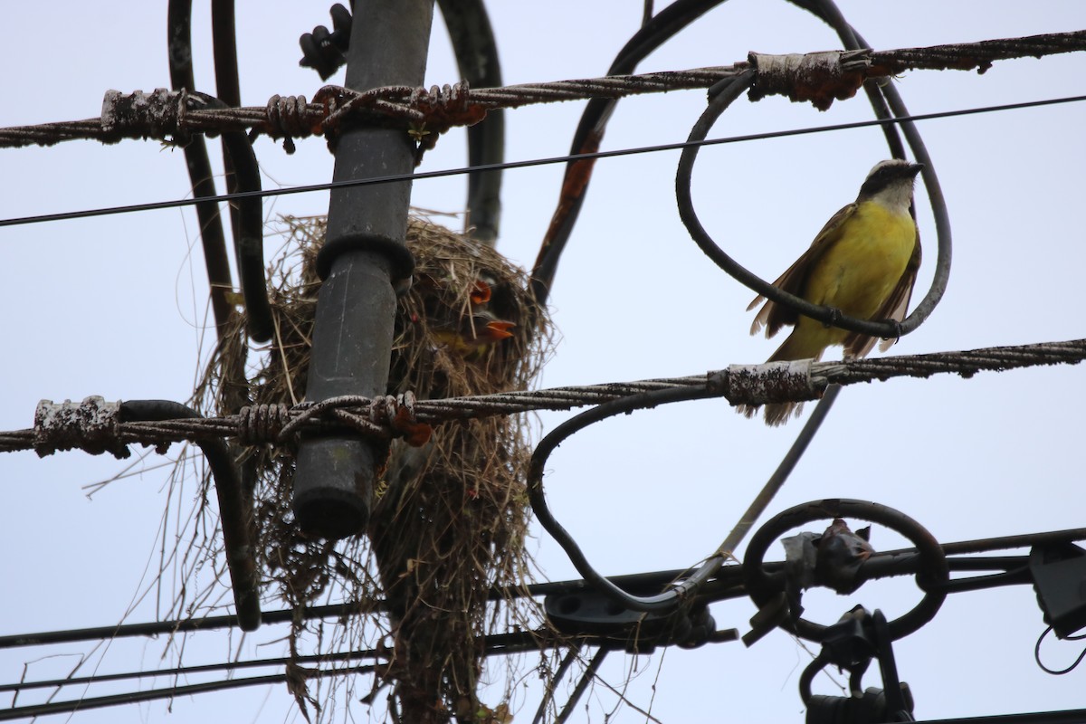 Social Flycatcher - ML638291813