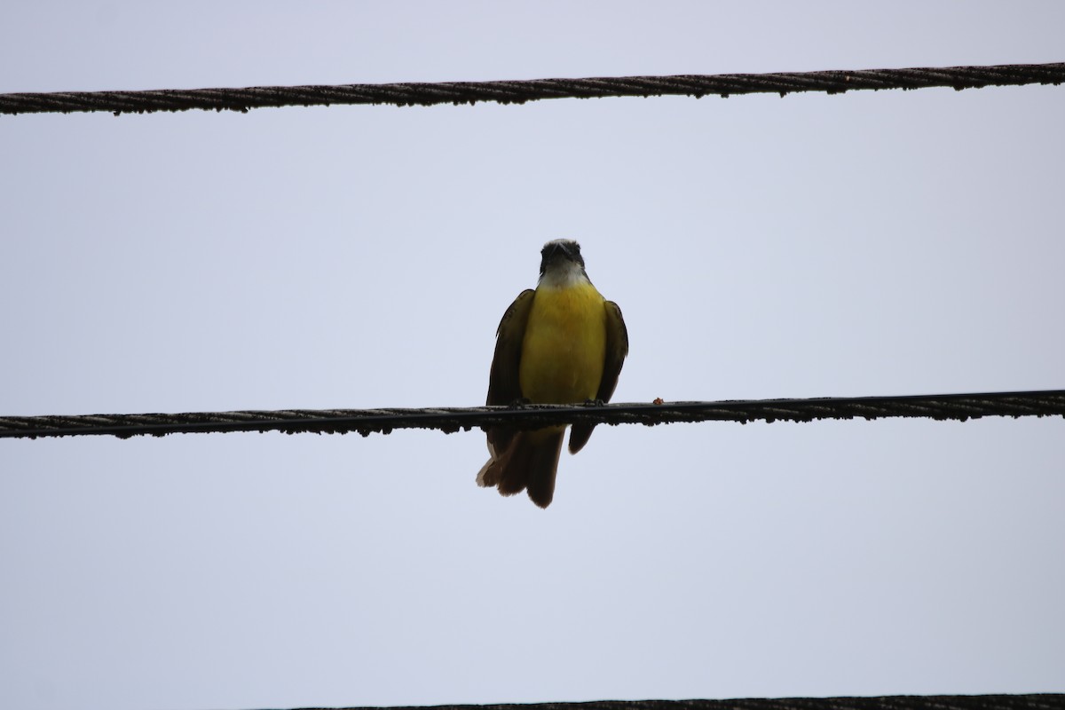 Social Flycatcher - ML638291814