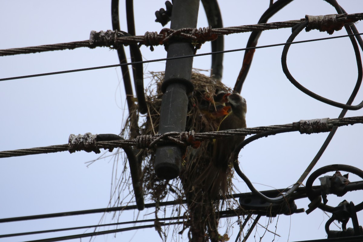 Social Flycatcher - ML638291815