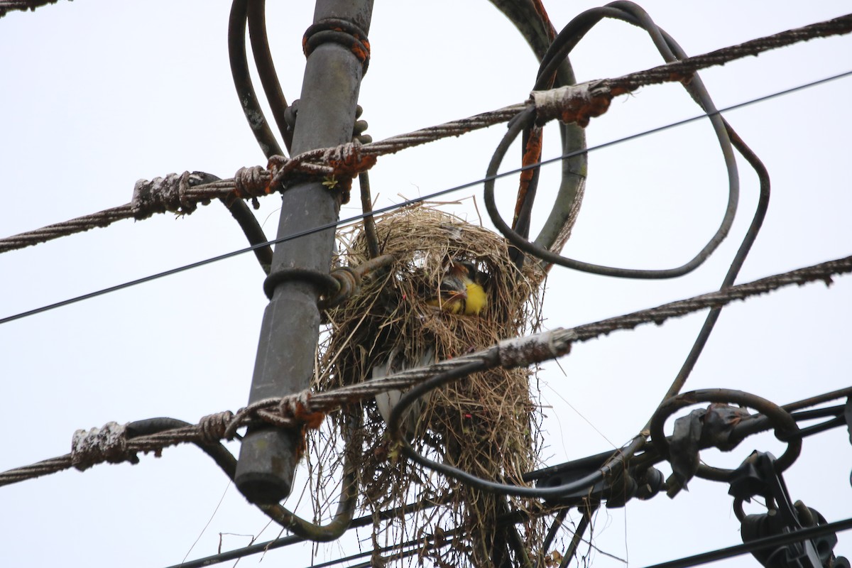 Social Flycatcher - ML638291816