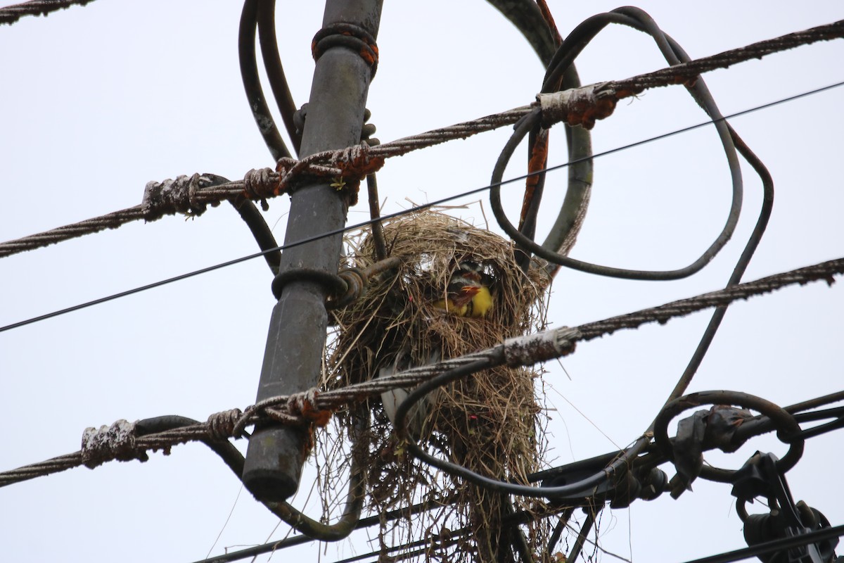 Social Flycatcher - ML638291817