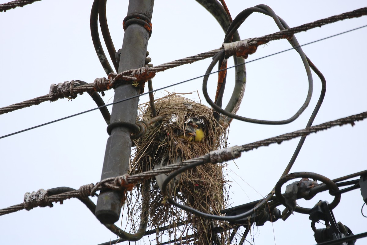 Social Flycatcher - ML638291818