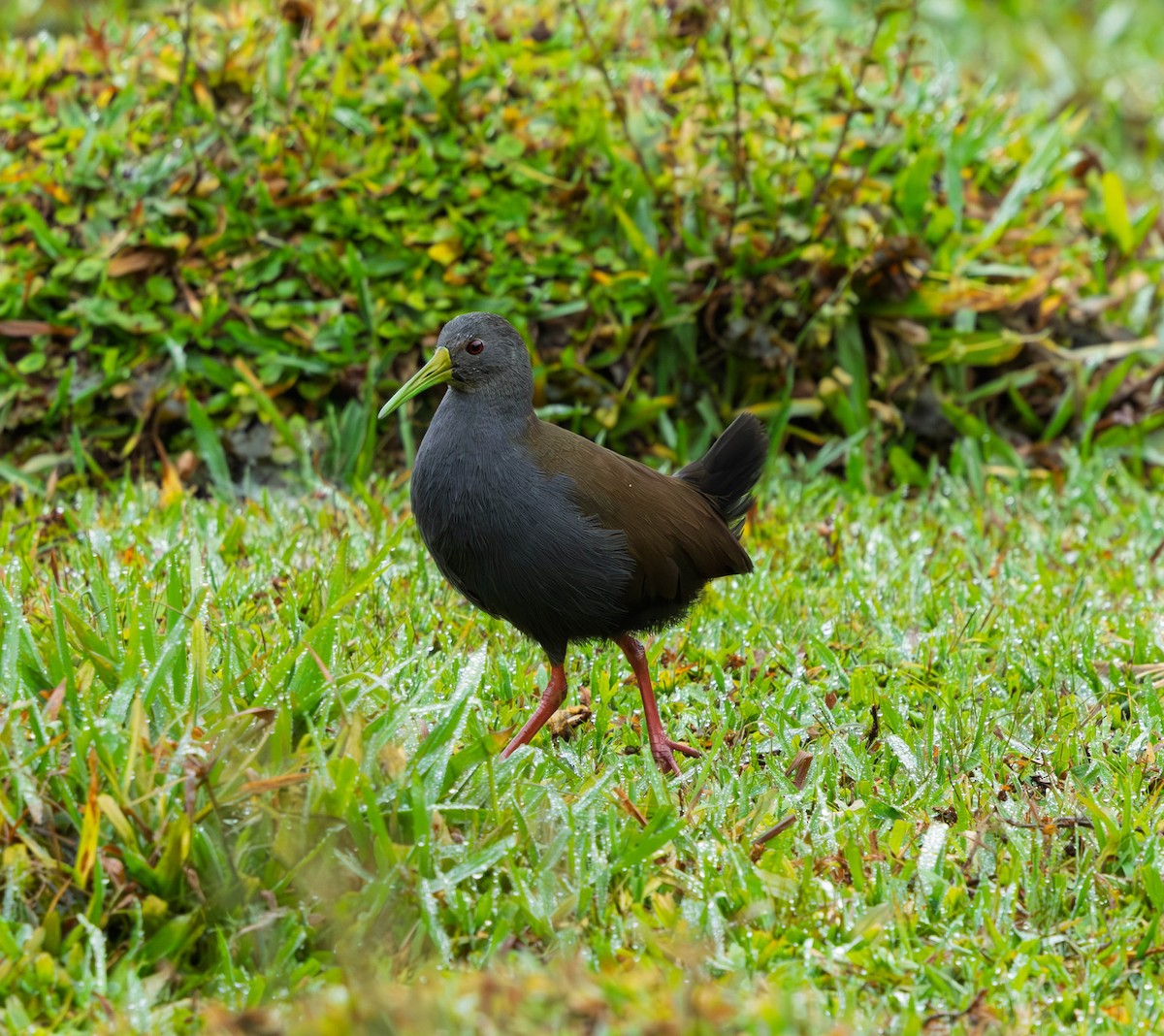 Blackish Rail - ML638291821
