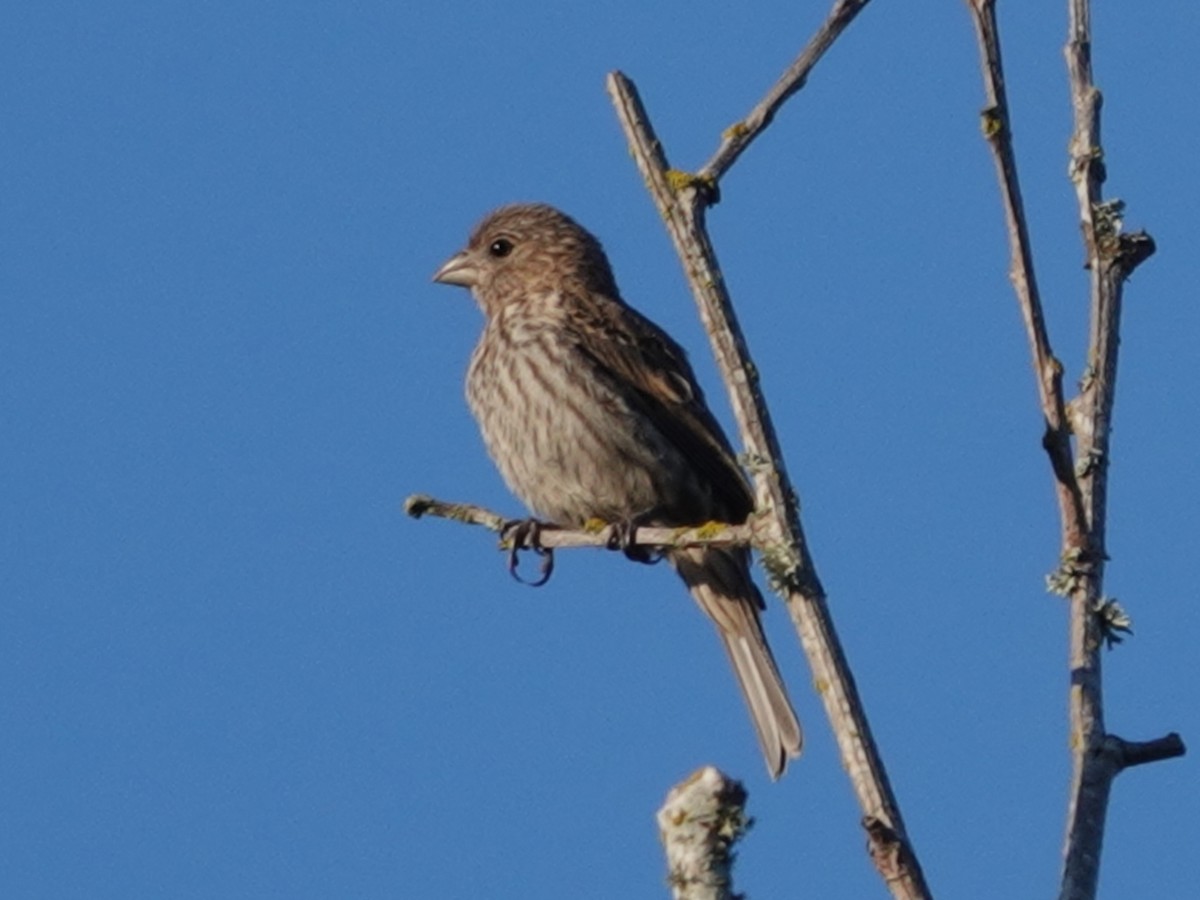 House Finch - ML638291825