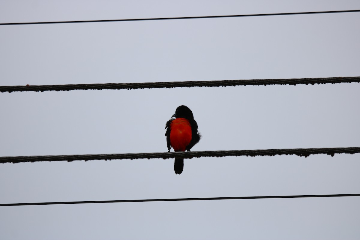 Scarlet-rumped Tanager - ML638291826