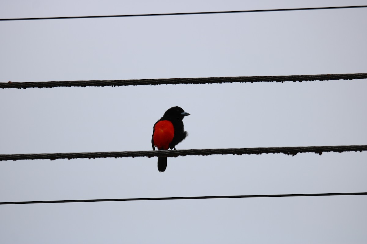 Scarlet-rumped Tanager - ML638291827