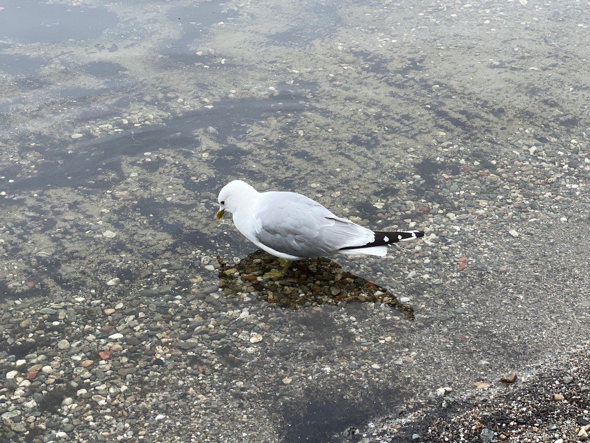 Common Gull - ML638291828
