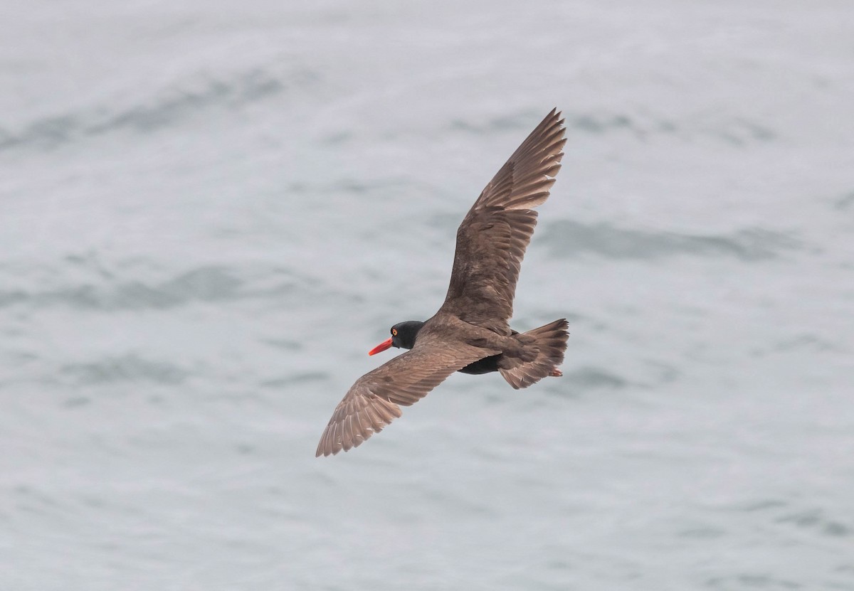 Black Oystercatcher - ML638291829