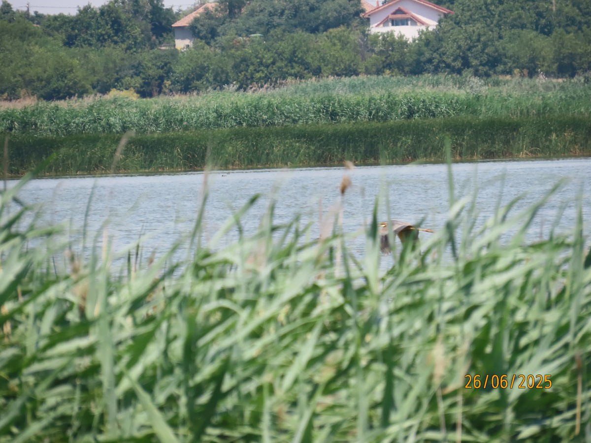 Purple Heron - ML638291833