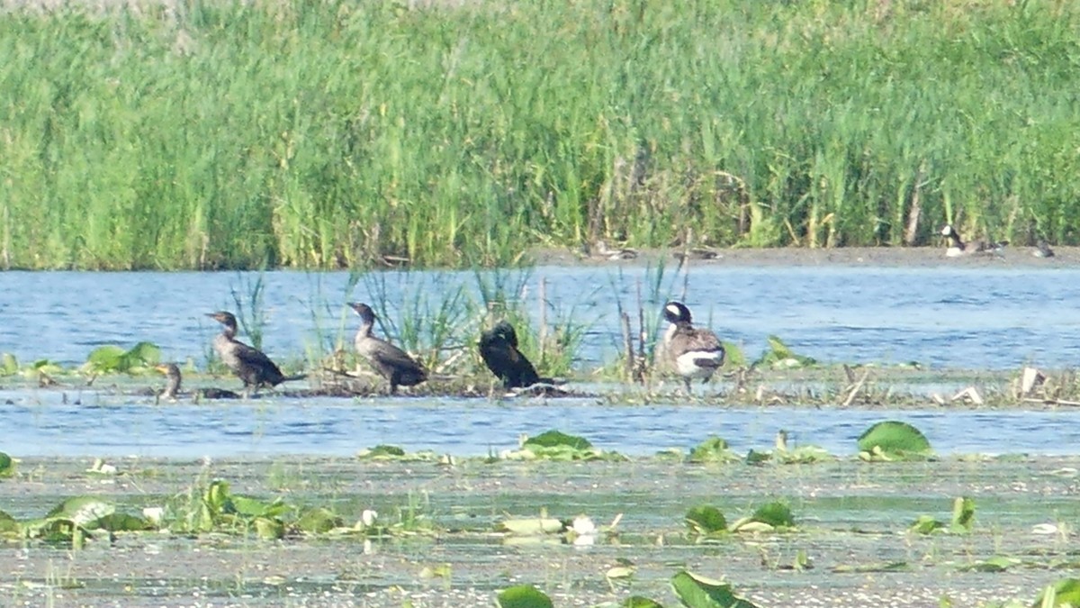 Cormorán Orejudo - ML638291856