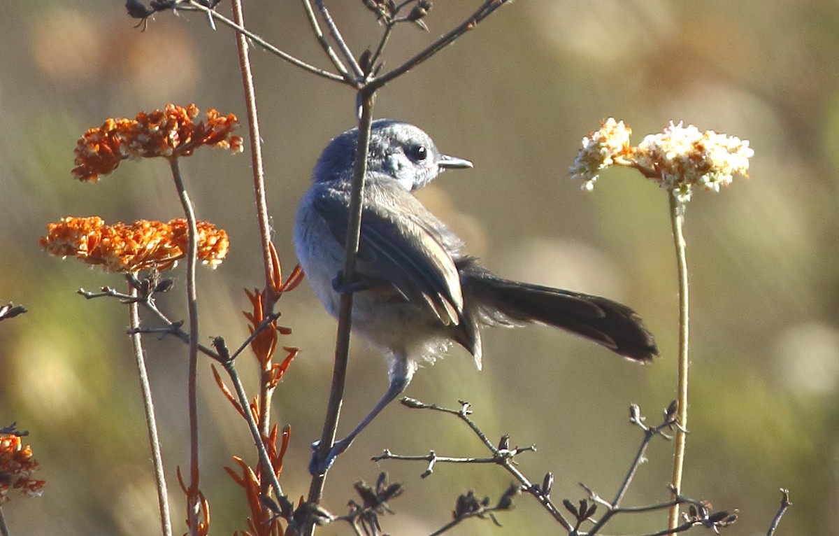 California Gnatcatcher - ML638291859