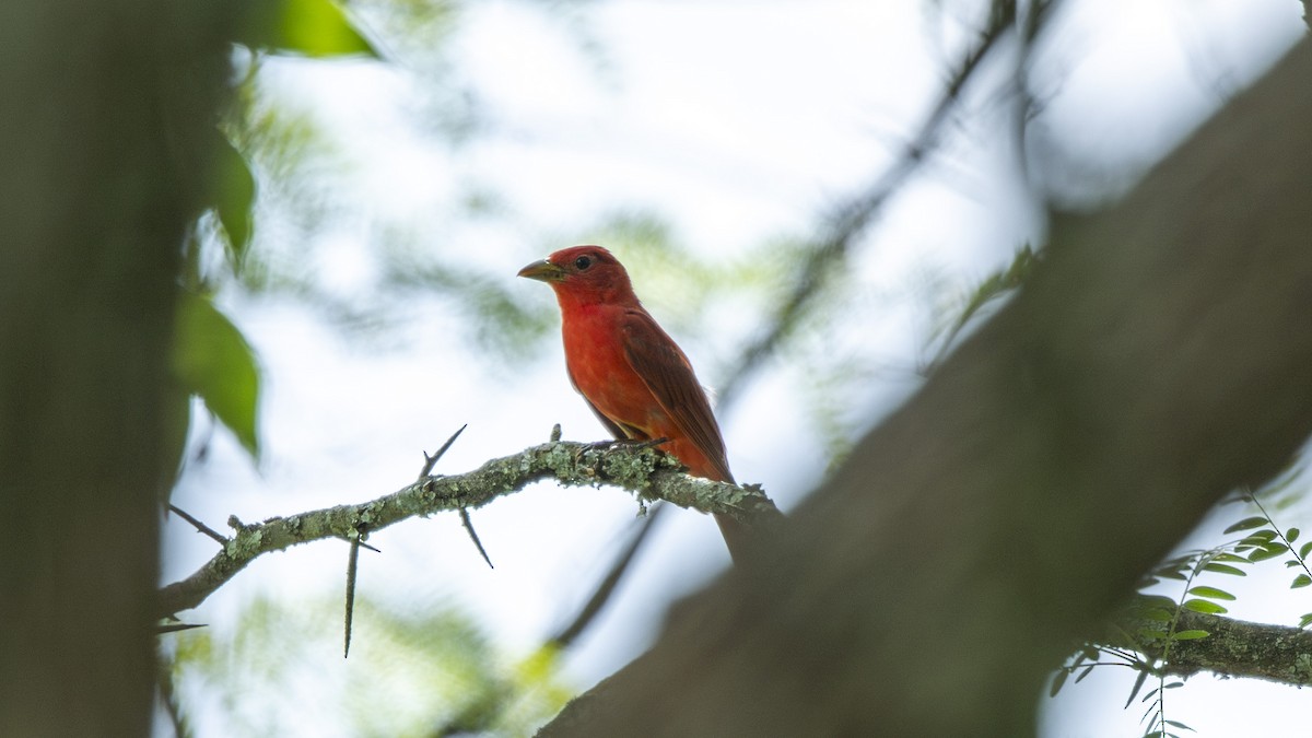 Summer Tanager - ML638291864