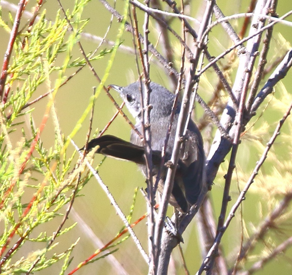 California Gnatcatcher - ML638291869