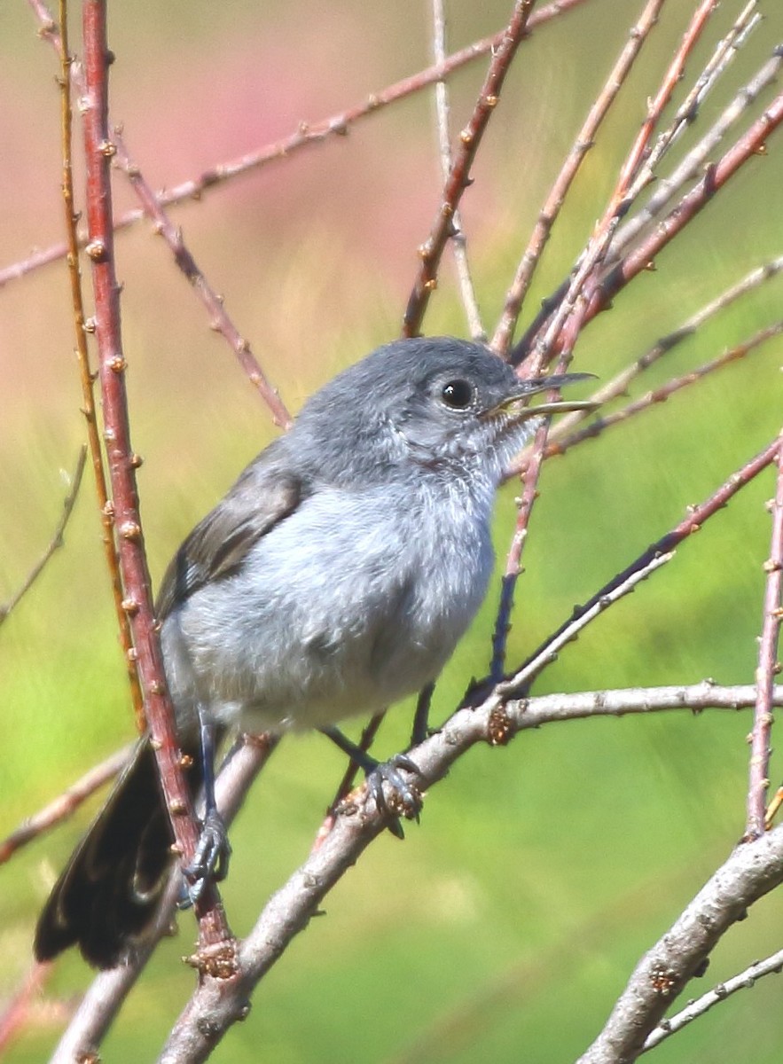California Gnatcatcher - ML638291872