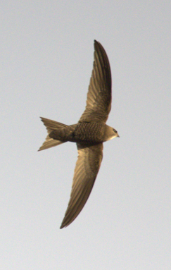 Pallid Swift - ML638291874