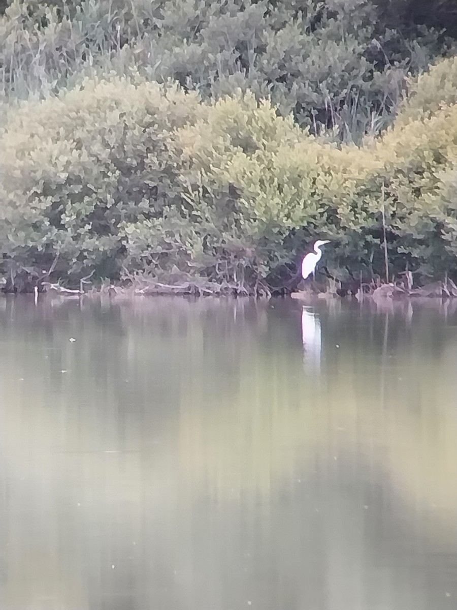 Great Egret - ML638291878