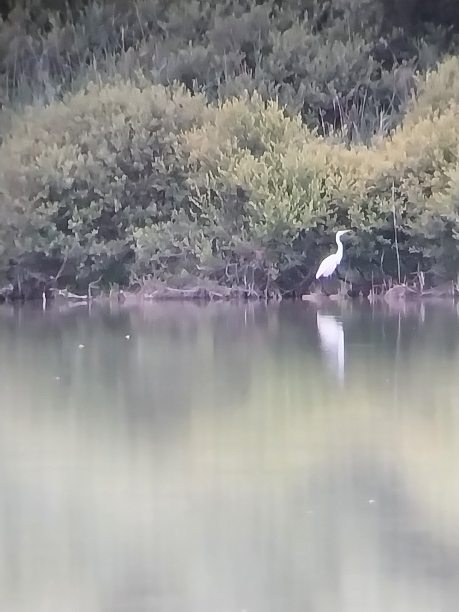 Great Egret - ML638291879