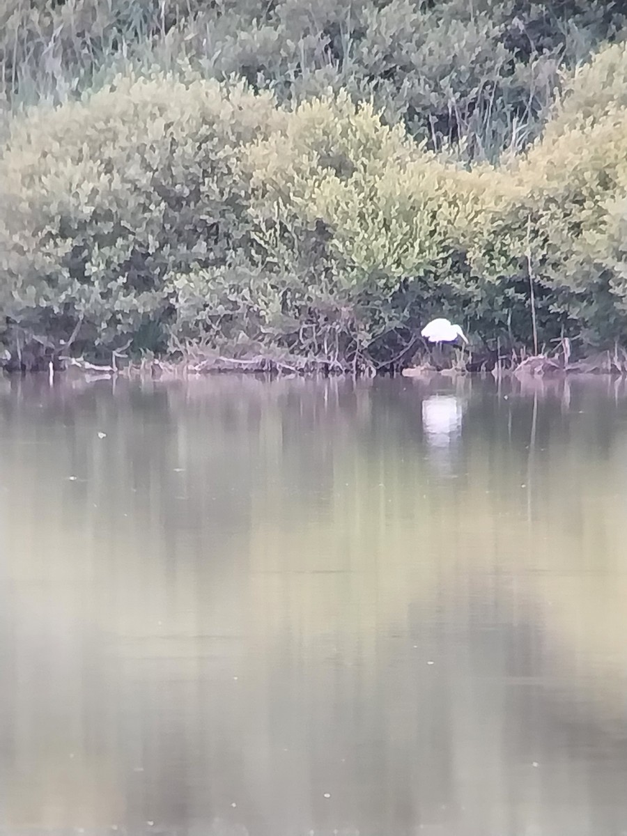 Great Egret - ML638291882