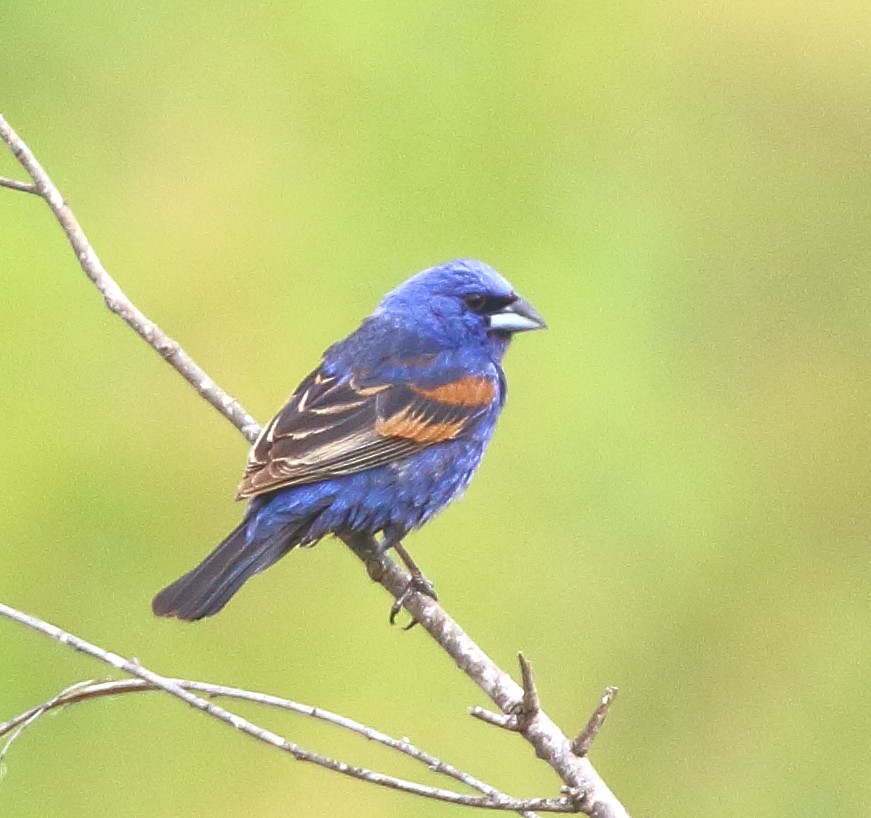 Blue Grosbeak - ML638291888