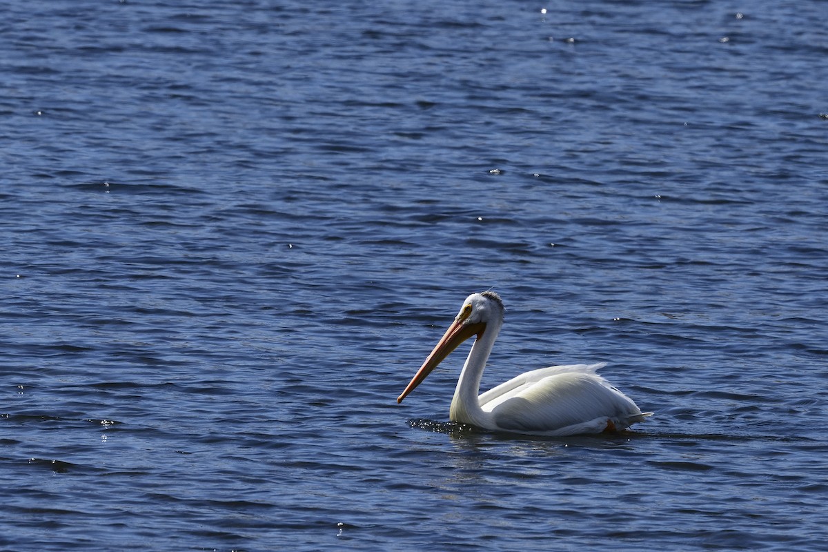 American White Pelican - ML638291892