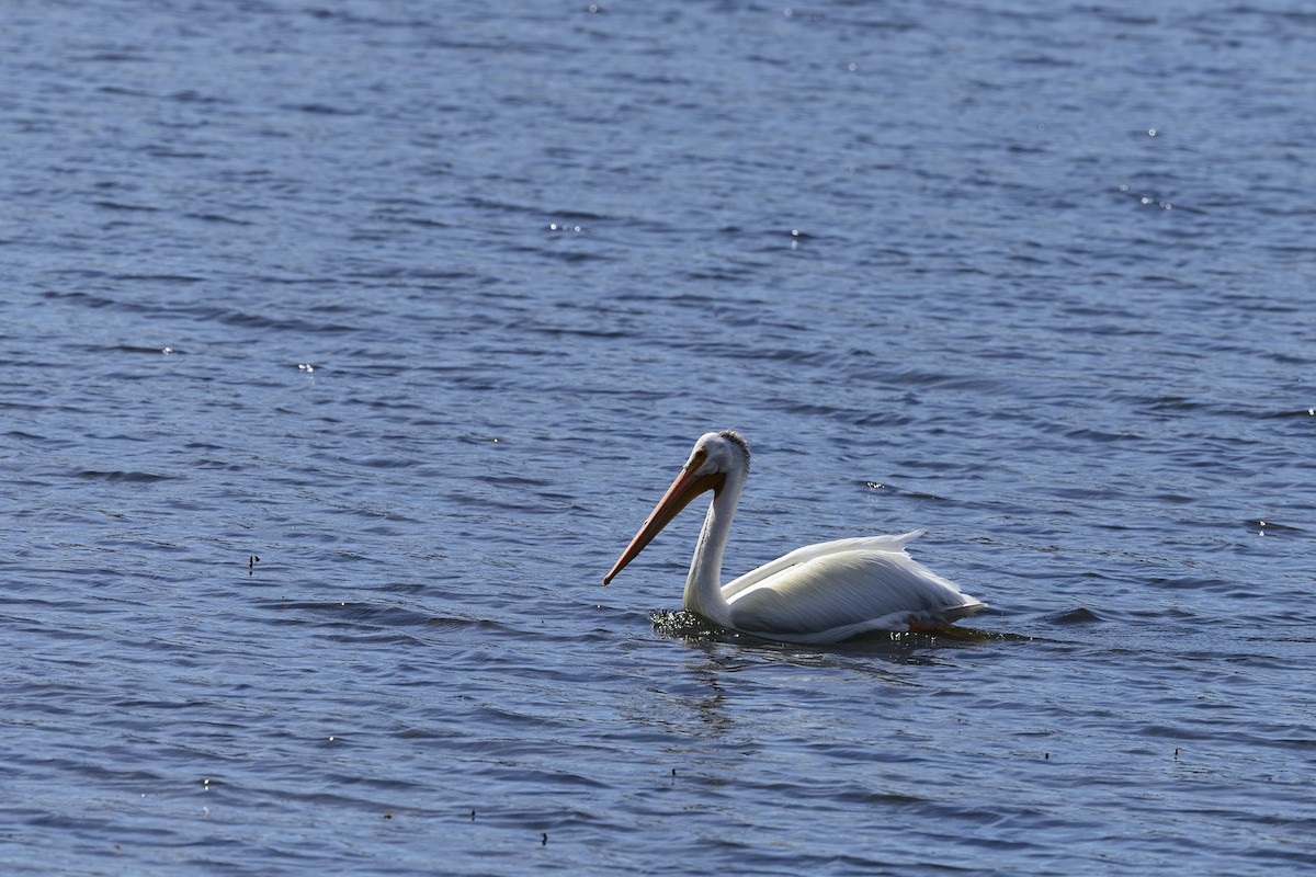 American White Pelican - ML638291893