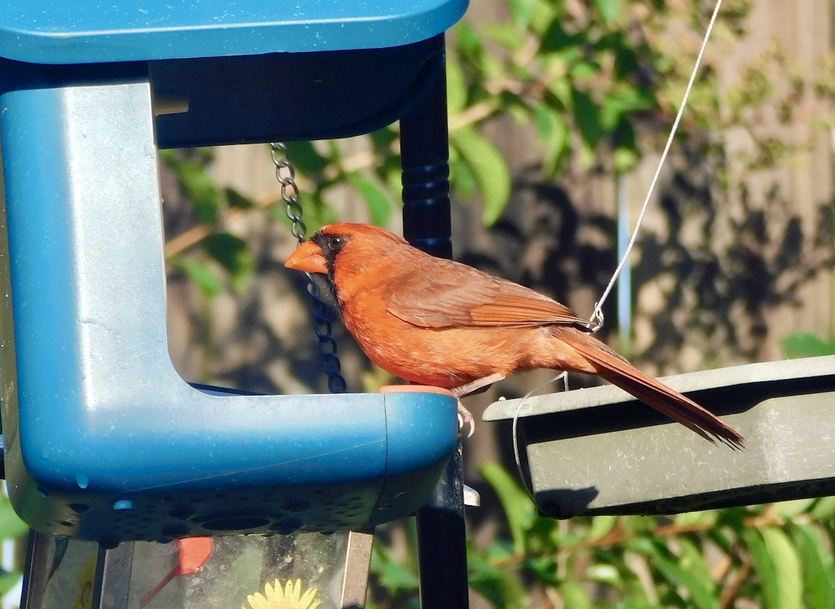 Northern Cardinal - ML638291897