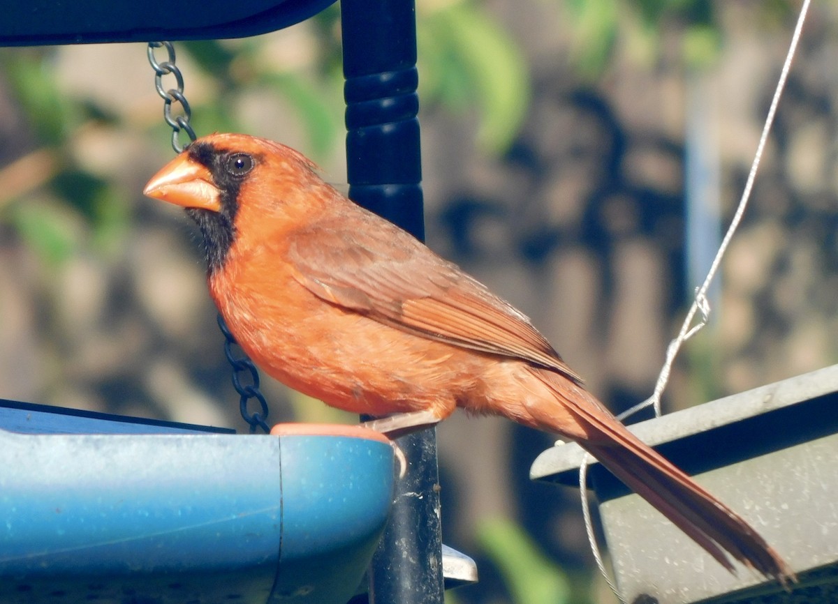 Northern Cardinal - ML638291898