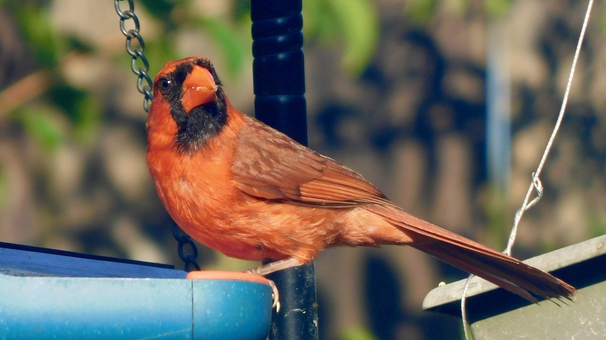 Northern Cardinal - ML638291899