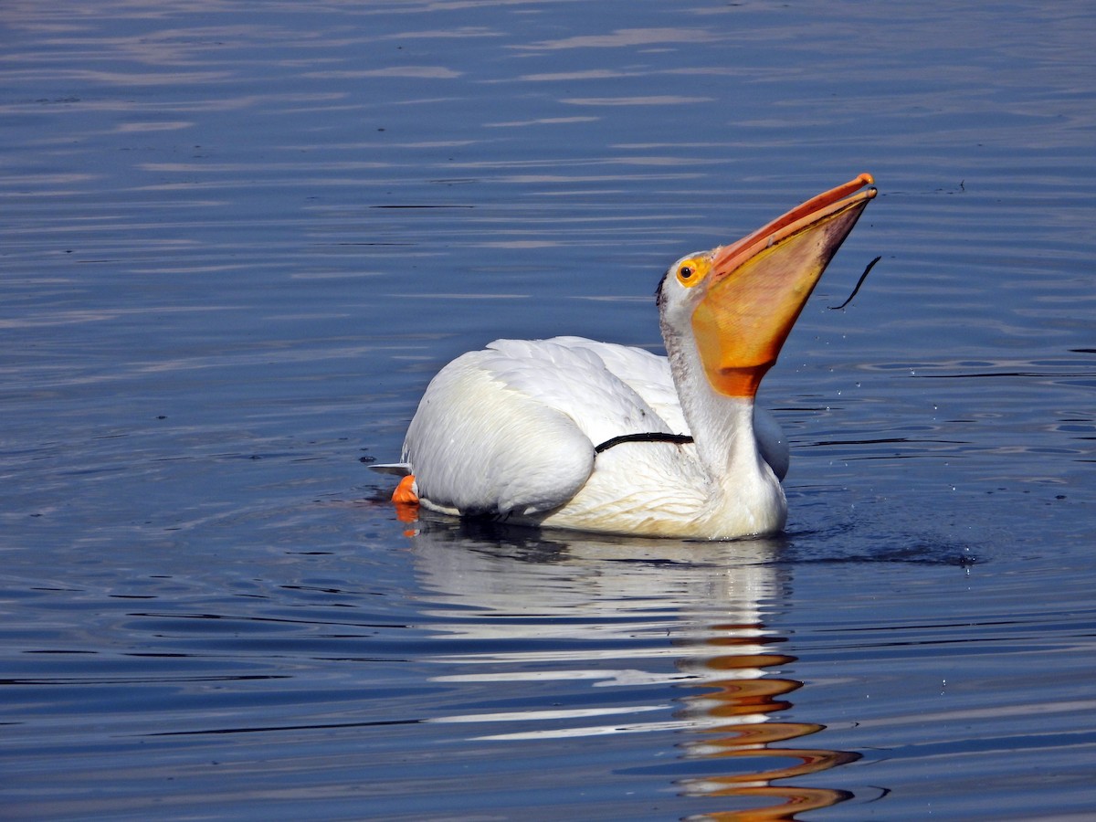 American White Pelican - ML638291901