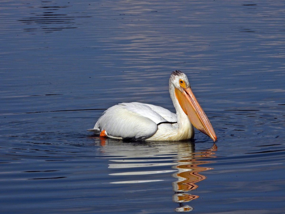 American White Pelican - ML638291902