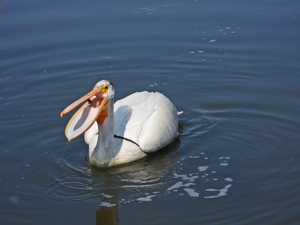 American White Pelican - ML638291903