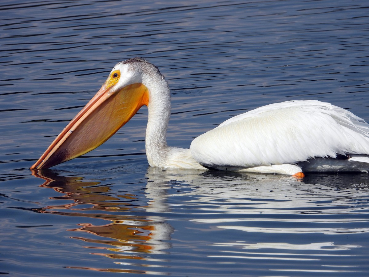 American White Pelican - ML638291904