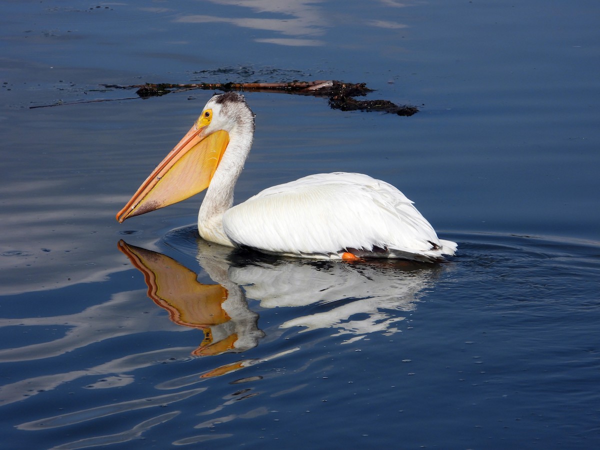 American White Pelican - ML638291905
