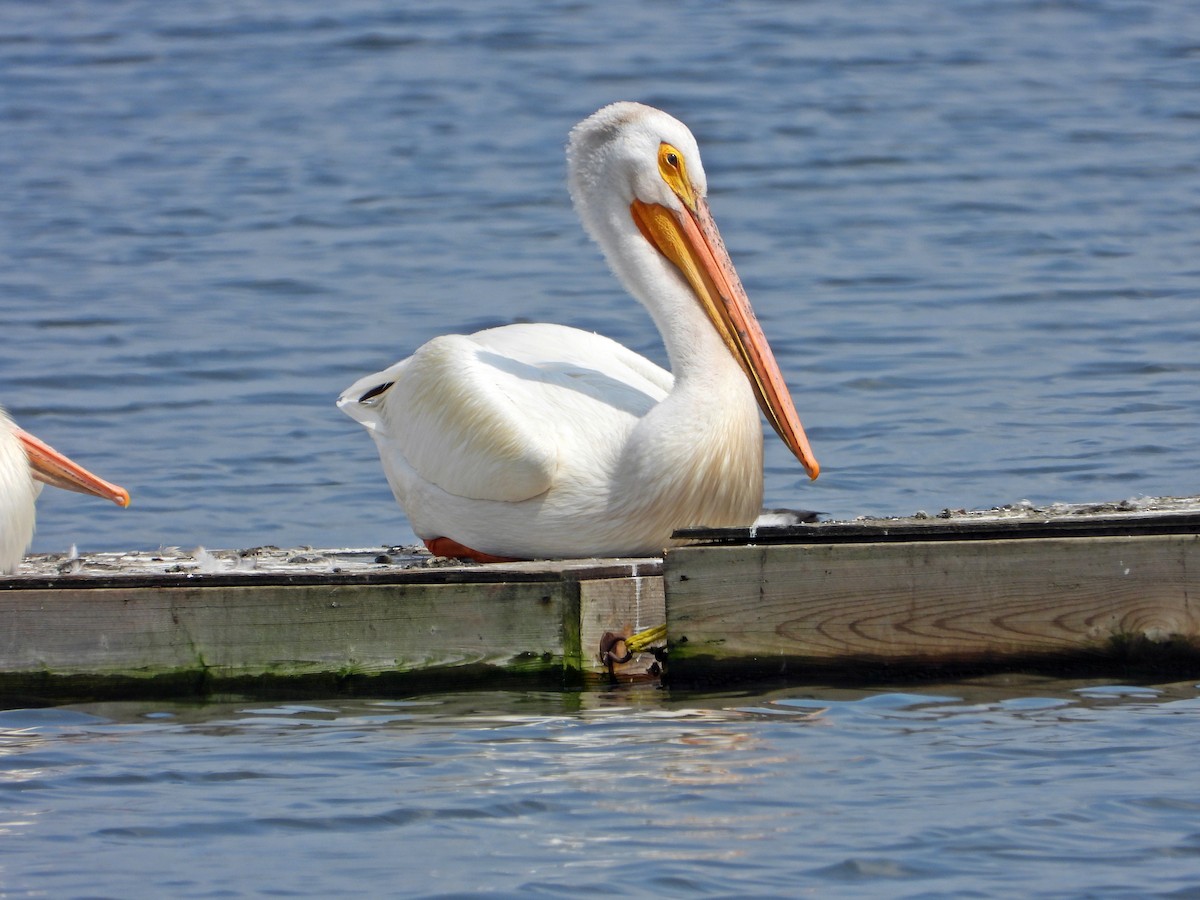 American White Pelican - ML638291906