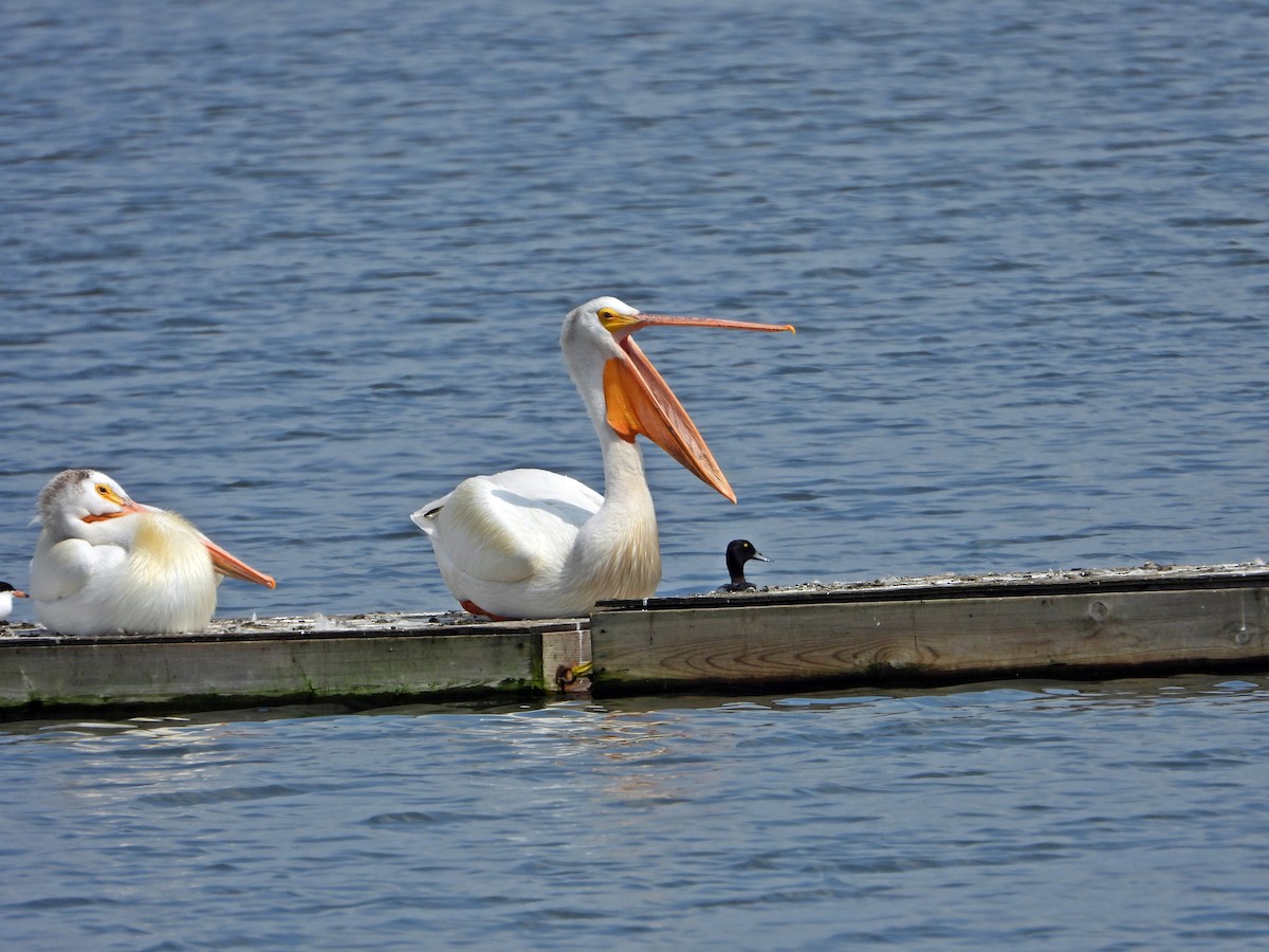 American White Pelican - ML638291907