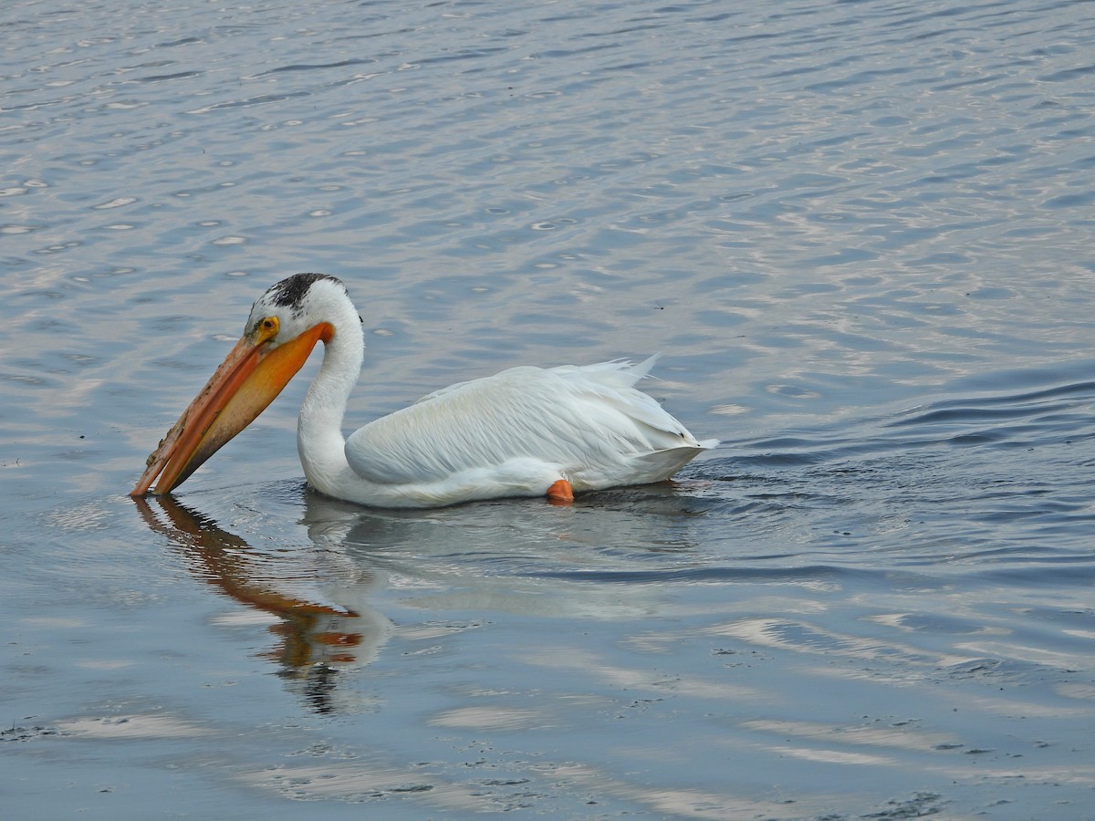 American White Pelican - ML638291909