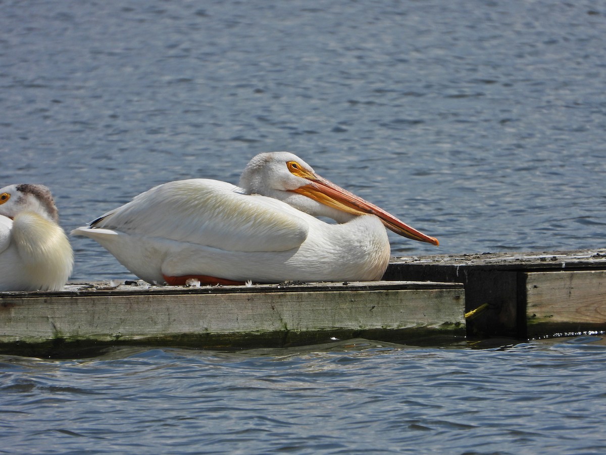 American White Pelican - ML638291911