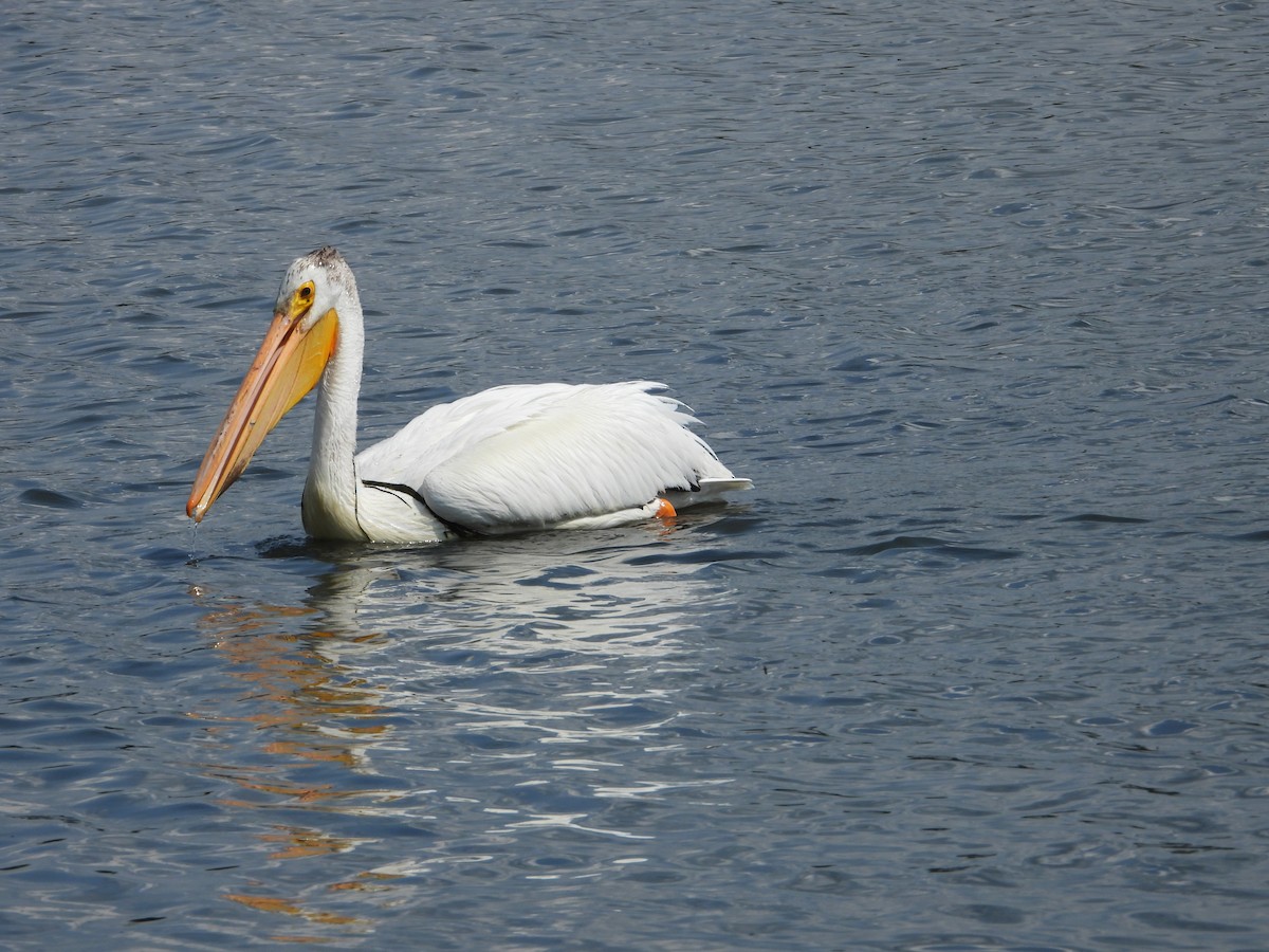 American White Pelican - ML638291912